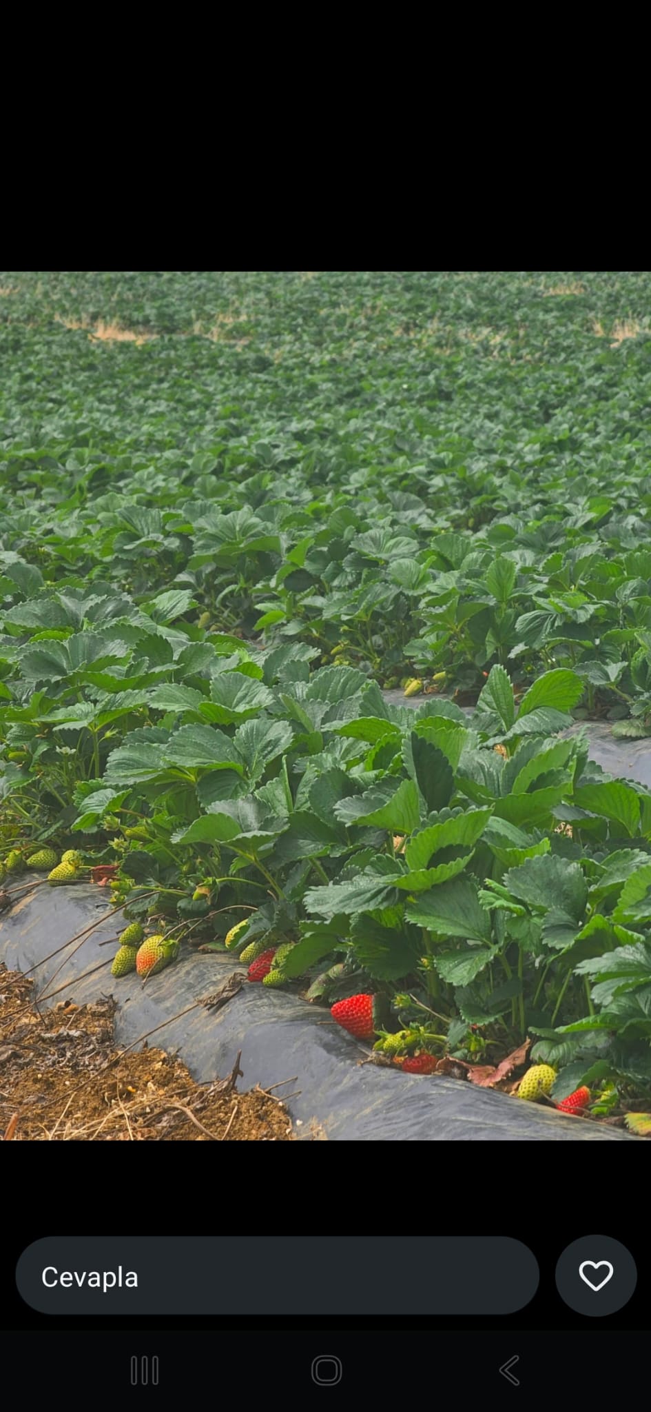 FreshFrut Organik Çilek Bahçesi – Üretim İlkeleri